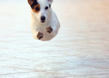 Eduquer un jack russell terrier
