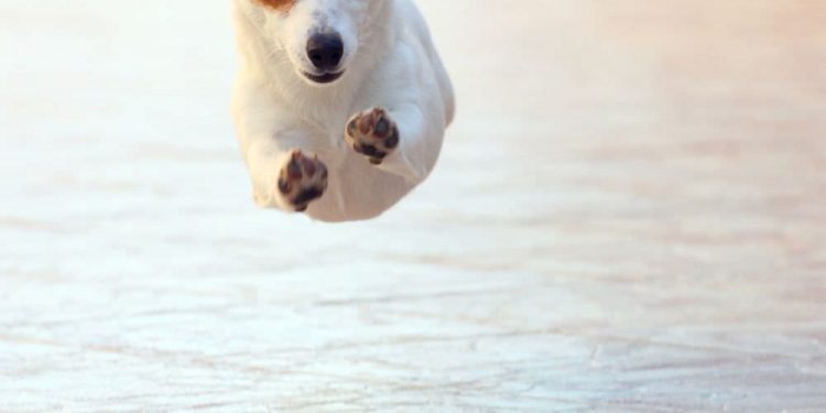 Eduquer un jack russell terrier