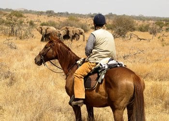 Pourquoi choisir le safari en afrique