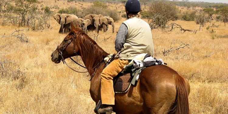 Pourquoi choisir le safari en afrique