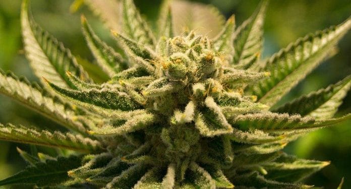Fleurs cbd livraison rapide