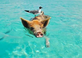 découvrez tout ce qu'il faut savoir sur la natation et ses bienfaits pour la santé. apprenez les différents styles de nage et trouvez des conseils pour améliorer vos performances en natation.