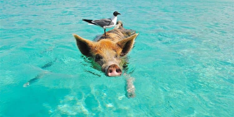 découvrez tout ce qu'il faut savoir sur la natation et ses bienfaits pour la santé. apprenez les différents styles de nage et trouvez des conseils pour améliorer vos performances en natation.