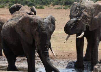 découvrez la diversité des animaux de la savane africaine, de majestueux lions aux éléphants imposants, en passant par les girafes gracieuses et les impalas élégants.