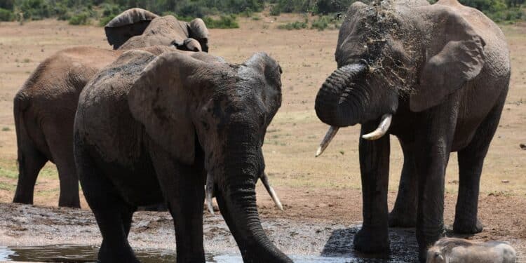 découvrez la diversité des animaux de la savane africaine, de majestueux lions aux éléphants imposants, en passant par les girafes gracieuses et les impalas élégants.