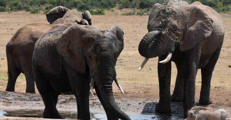 découvrez la diversité des animaux de la savane africaine, de majestueux lions aux éléphants imposants, en passant par les girafes gracieuses et les impalas élégants.