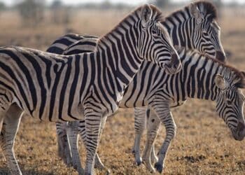 découvrez tous nos conseils et astuces pour assurer la conservation optimale de vos aliments et produits périssables.
