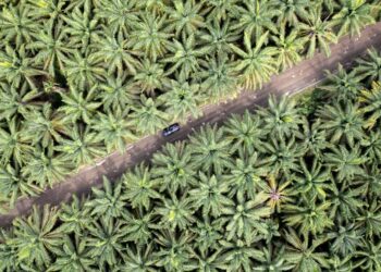 découvrez la vie des habitants de la forêt dans cette exploration immersive de la faune et de la flore.