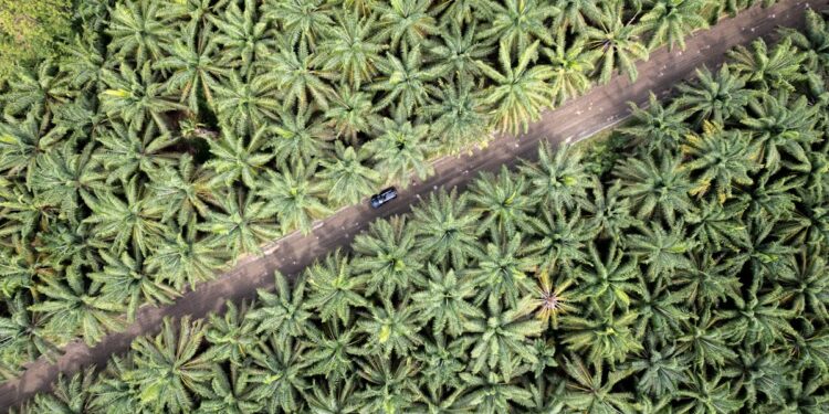 découvrez la vie des habitants de la forêt dans cette exploration immersive de la faune et de la flore.