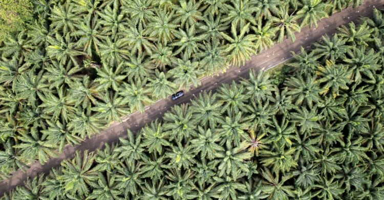 découvrez la vie des habitants de la forêt dans cette exploration immersive de la faune et de la flore.