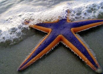 découvrez l'incroyable diversité de la vie marine à travers notre sélection de photographies, vidéos et articles fascinants. plongez au cœur des océans et explorez la beauté et la fragilité de cet écosystème unique.