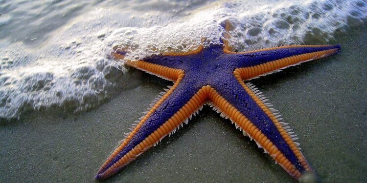 découvrez l'incroyable diversité de la vie marine à travers notre sélection de photographies, vidéos et articles fascinants. plongez au cœur des océans et explorez la beauté et la fragilité de cet écosystème unique.