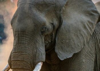 découvrez la force et la puissance à travers nos produits et conseils pour renforcer votre corps et votre esprit.