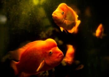 découvrez les secrets fascinants des animaux aquatiques