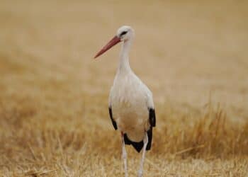 découvrez tout sur les animaux migrateurs et leurs habitudes de déplacement à travers cette étude fascinante.