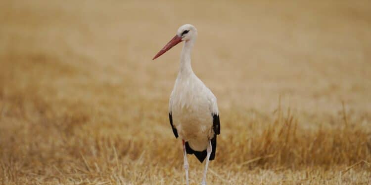 découvrez tout sur les animaux migrateurs et leurs habitudes de déplacement à travers cette étude fascinante.