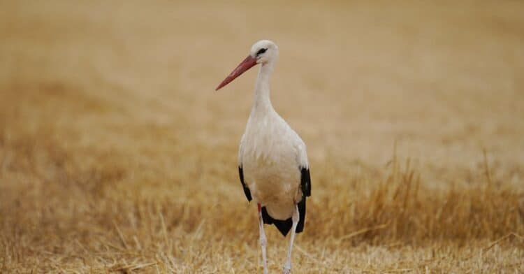 découvrez tout sur les animaux migrateurs et leurs habitudes de déplacement à travers cette étude fascinante.