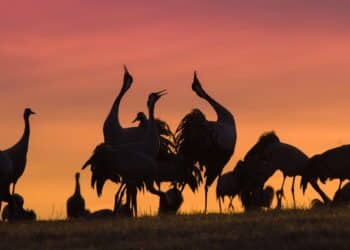 découvrez une variété d'animaux terrestres fascinants et captivants avec notre sélection unique d'informations et de faits intéressants.