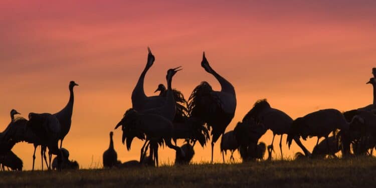 découvrez une variété d'animaux terrestres fascinants et captivants avec notre sélection unique d'informations et de faits intéressants.