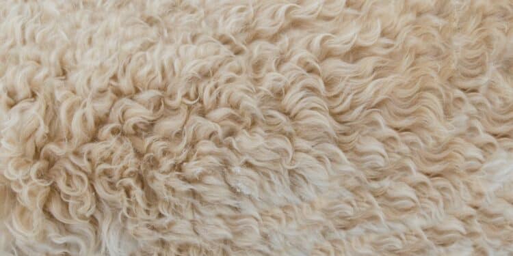 découvrez les secrets de la fabrication avec des astuces et des conseils précieux pour créer des œuvres uniques avec fabric secrets.