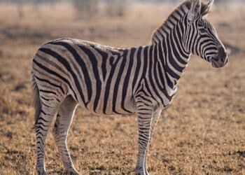 découvrez l'importance de la conservation de la faune sauvage et ses enjeux à travers des initiatives et des actions de préservation de la biodiversité.