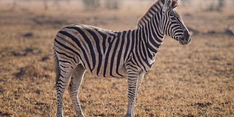 découvrez l'importance de la conservation de la faune sauvage et ses enjeux à travers des initiatives et des actions de préservation de la biodiversité.