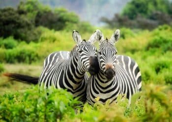 dynamisme : découvrez une énergie et un mouvement perpétuel avec notre sélection de produits et de services dynamiques.