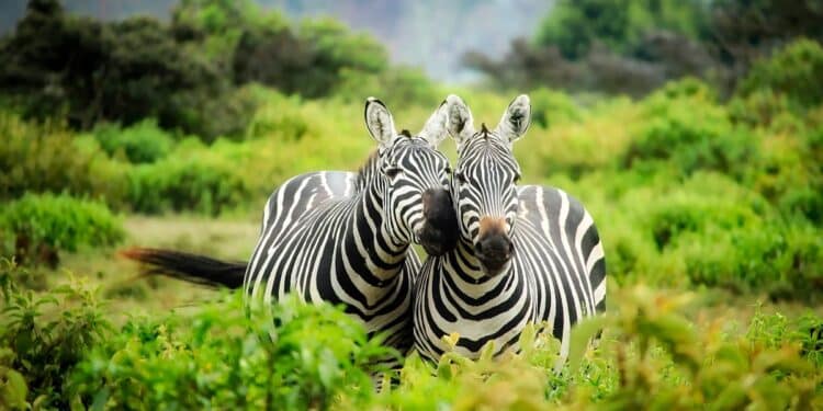 dynamisme : découvrez une énergie et un mouvement perpétuel avec notre sélection de produits et de services dynamiques.