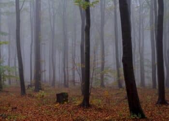 découvrez la signification de la maîtrise et apprenez à atteindre la maîtrise de soi et de son environnement avec nos conseils pratiques.