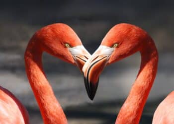 découvrez le monde fascinant des animaux avec des informations sur leur habitat, leur comportement et leurs caractéristiques sur animals.fr.