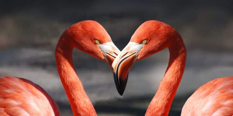 découvrez le monde fascinant des animaux avec des informations sur leur habitat, leur comportement et leurs caractéristiques sur animals.fr.