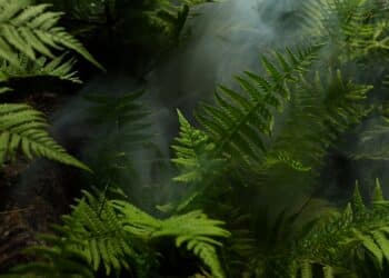 découvrez la faune et la flore de la jungle à travers ses habitants variés et fascinants.