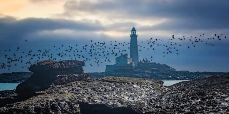 découvrez les animaux diurnes et leur comportement actif pendant la journée. apprenez-en davantage sur ces créatures fascinantes qui s'adaptent à la vie en plein jour.
