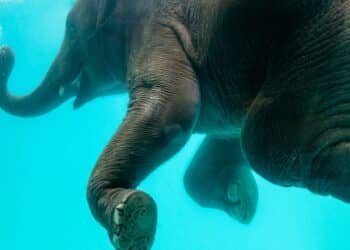 découvrez les créatures mythiques et légendaires du monde entier - des dragons aux licornes en passant par les centaures. plongez dans un univers fascinant et mystérieux.