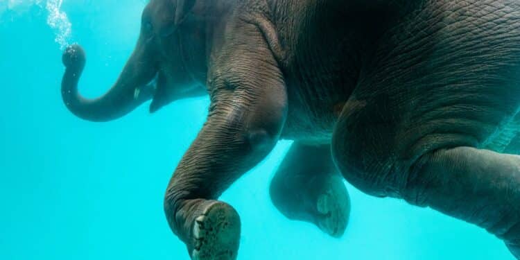 découvrez les créatures mythiques et légendaires du monde entier - des dragons aux licornes en passant par les centaures. plongez dans un univers fascinant et mystérieux.