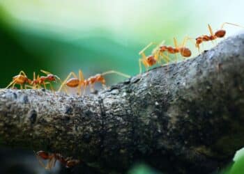 la collaboration et le travail d'équipe sont au cœur de la réussite. découvrez comment le teamwork peut dynamiser vos projets et votre productivité.