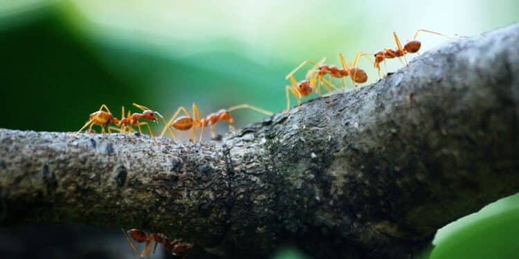 la collaboration et le travail d'équipe sont au cœur de la réussite. découvrez comment le teamwork peut dynamiser vos projets et votre productivité.