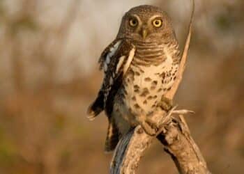 découvrez le thriller captivant de nocturnal animals, un film qui explore les aspects sombres de la nature humaine à travers une histoire empreinte de tension et de mystère.