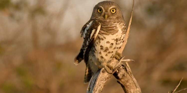 découvrez le thriller captivant de nocturnal animals, un film qui explore les aspects sombres de la nature humaine à travers une histoire empreinte de tension et de mystère.