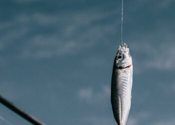 découvrez notre sélection d'équipement de natation pour tous les niveaux, comprenant des maillots, lunettes, palmes et accessoires indispensables pour une expérience aquatique optimale.