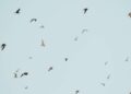 découvrez les incroyables animaux volants et leurs caractéristiques fascinantes. apprenez-en plus sur ces créatures aériennes extraordinaires.