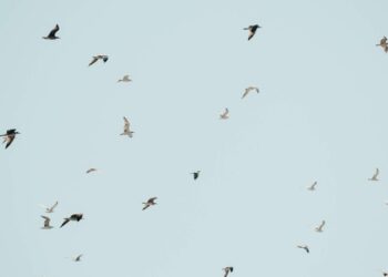 découvrez les incroyables animaux volants et leurs caractéristiques fascinantes. apprenez-en plus sur ces créatures aériennes extraordinaires.