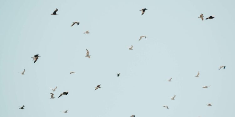 découvrez les incroyables animaux volants et leurs caractéristiques fascinantes. apprenez-en plus sur ces créatures aériennes extraordinaires.