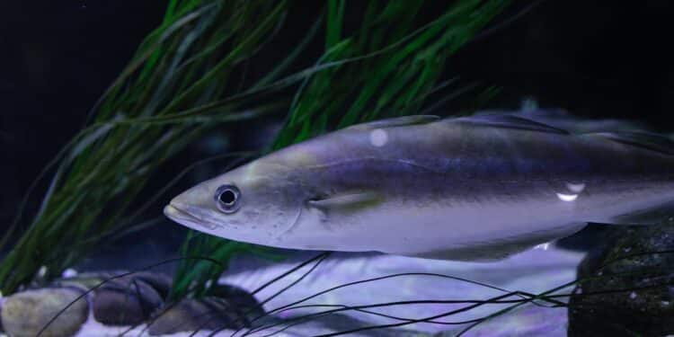 découvrez le phénomène fascinant des volcans sous-marins et leur impact sur les écosystèmes marins. informations sur la formation, l'activité et l'étude des volcans sous-marins.