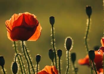 découvrez notre prêt vert pour financer vos projets respectueux de l'environnement. profitez de conditions avantageuses pour un emprunt responsable.