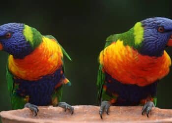 découvrez une incroyable sélection d'animaux du monde entier sur notre site. des informations captivantes, des images magnifiques et bien plus encore vous attendent. ne manquez pas cette occasion de plonger dans le monde fascinant des animaux.