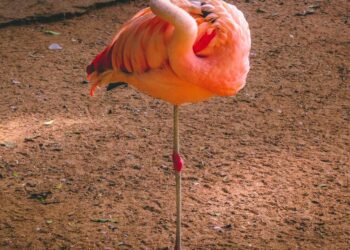 découvrez notre sélection de balances de qualité pour un pesage précis et fiable. trouvez la balance idéale pour vos besoins sur notre site.