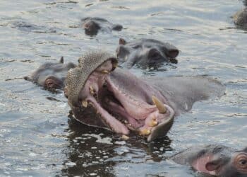 découvrez les joies de la natation en eau libre avec notre guide complet sur l'open water swimming.