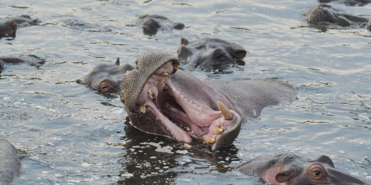 découvrez les joies de la natation en eau libre avec notre guide complet sur l'open water swimming.