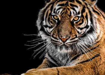 découvrez la beauté sauvage de la nature avec notre collection sur la faune et la flore. des images fascinantes et des faits surprenants sur la vie sauvage vous attendent. plongez dans l'univers magique de la wildlife!